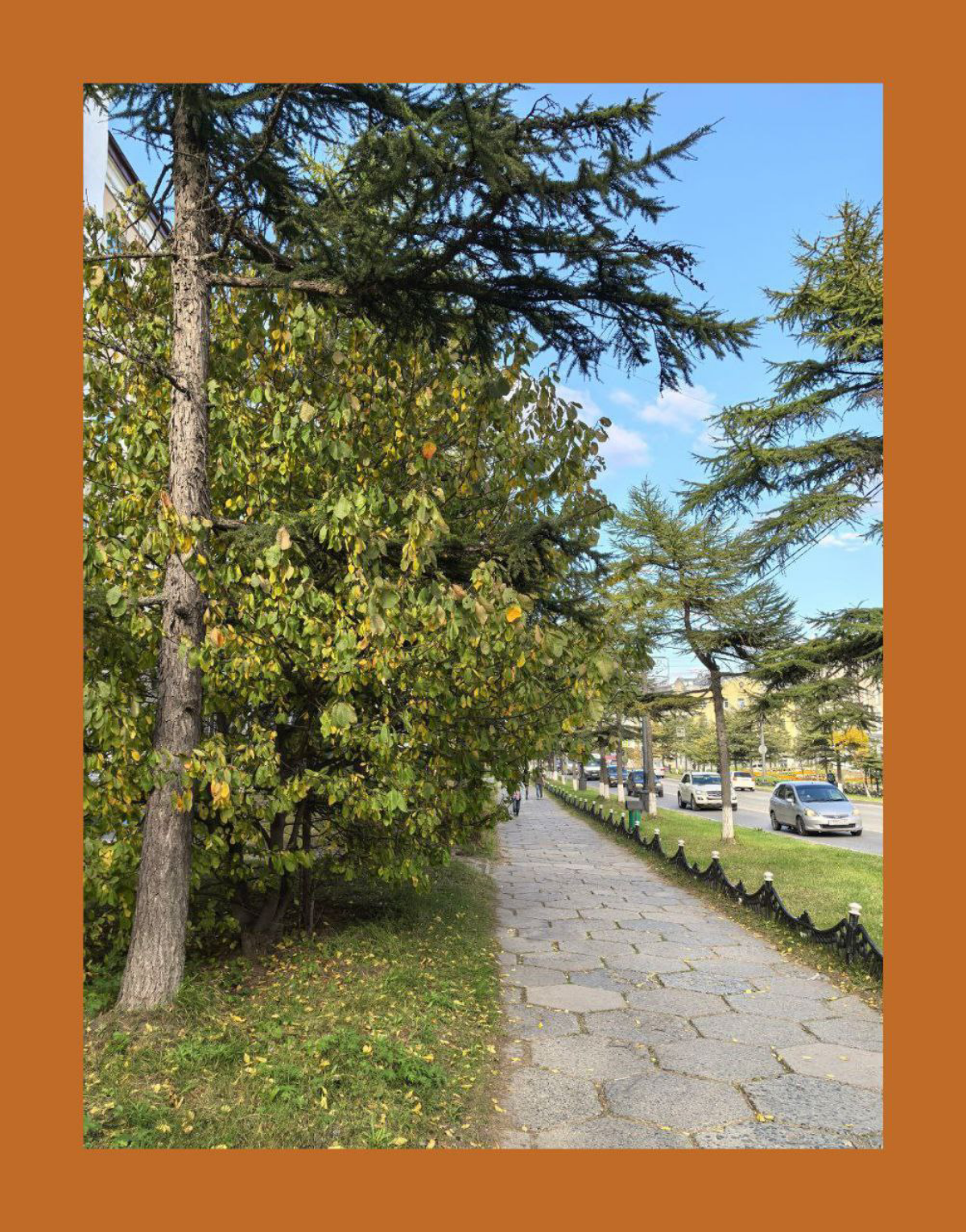 Роскошь деревьев / The luxury of the trees | Сетка — социальная сеть от hh.ru