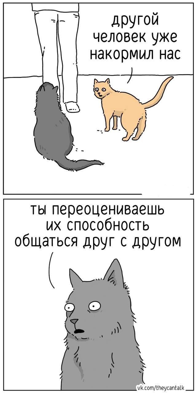 Слишком переоценивает 😂😂😂
#Юмор@poldner #Коты@poldner | Сетка — социальная сеть от hh.ru