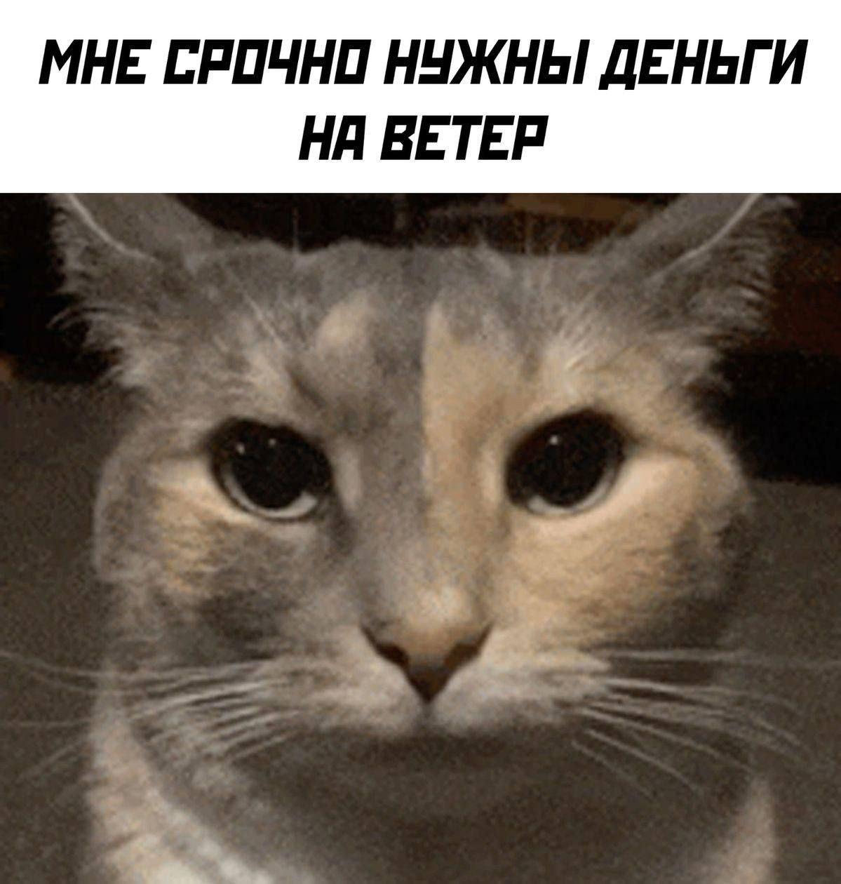 Делись в комментариях мемом сегодняшнего дня.
#понирупор #мемврупор | Сетка — социальная сеть от hh.ru