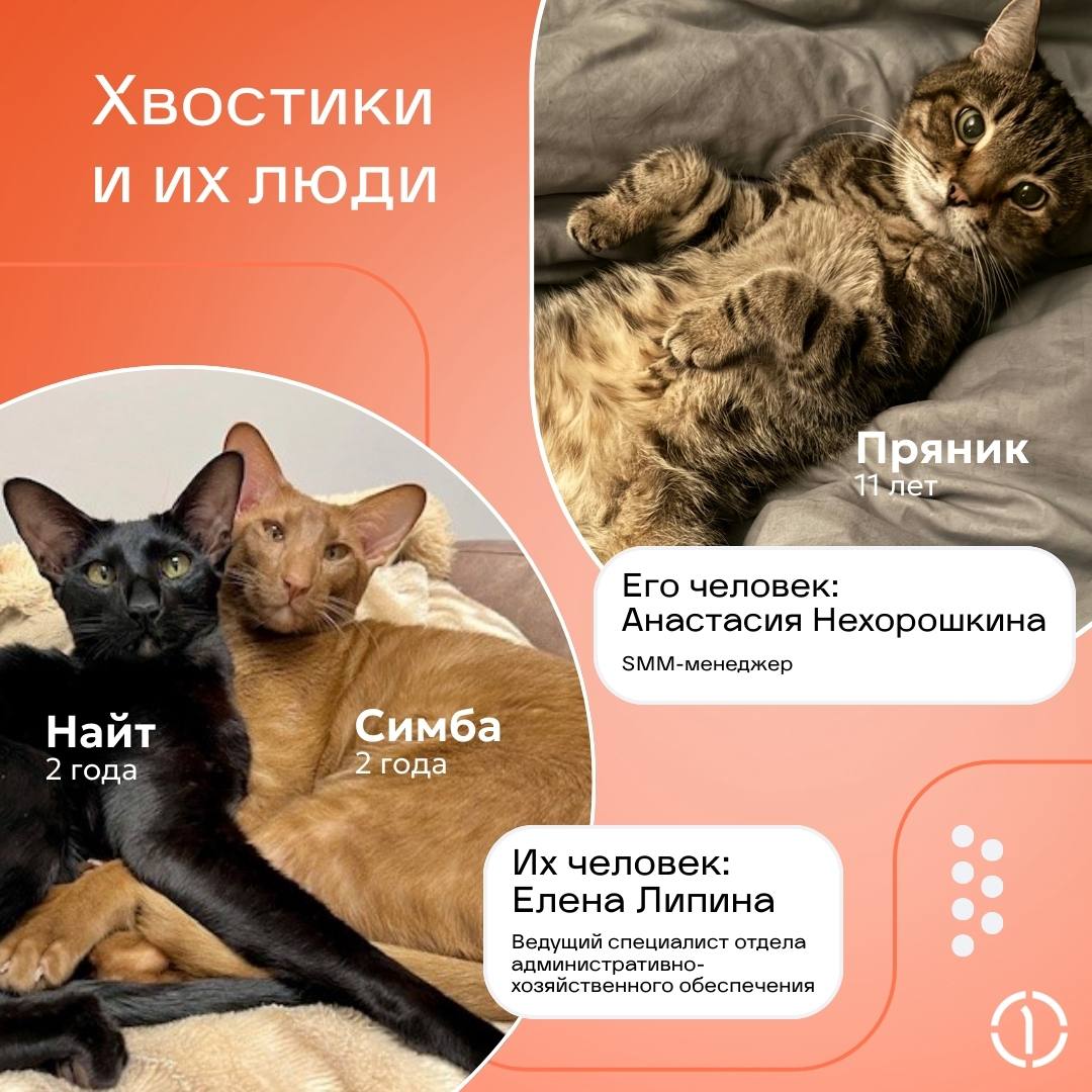 😊 Самый ми-ми-ми пост! Кто тут генеральный пушистик?
Знакомьтесь с теми, кто не ходит на ежедневные планерки, но точно в курсе всего, что происходит в вашей жизни | Сетка — социальная сеть от hh.ru