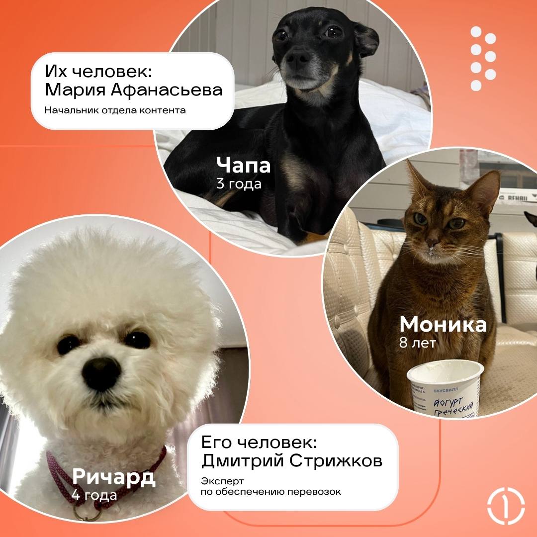 😊 Самый ми-ми-ми пост! Кто тут генеральный пушистик?
Знакомьтесь с теми, кто не ходит на ежедневные планерки, но точно в курсе всего, что происходит в вашей жизни | Сетка — социальная сеть от hh.ru