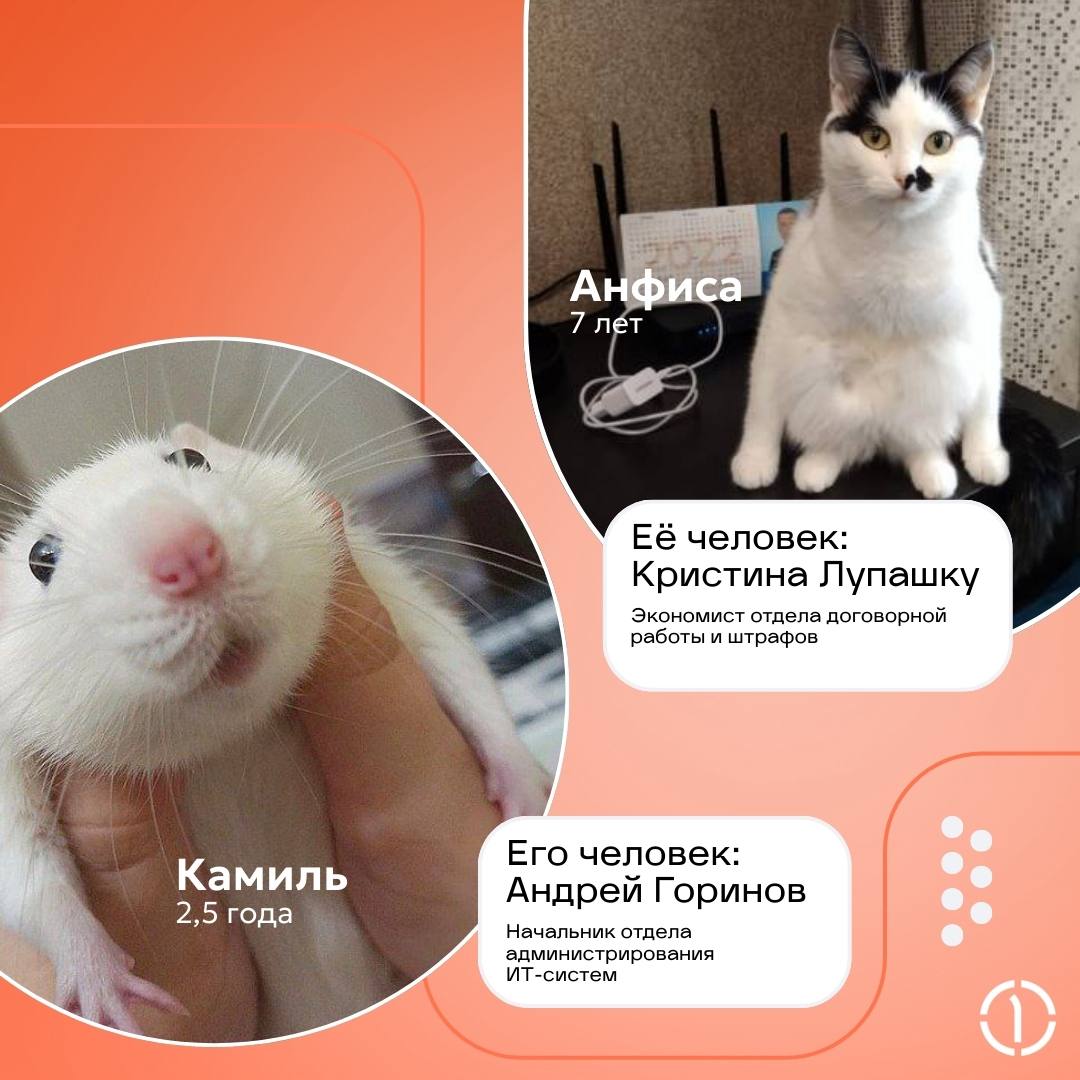 😊 Самый ми-ми-ми пост! Кто тут генеральный пушистик?
Знакомьтесь с теми, кто не ходит на ежедневные планерки, но точно в курсе всего, что происходит в вашей жизни | Сетка — социальная сеть от hh.ru