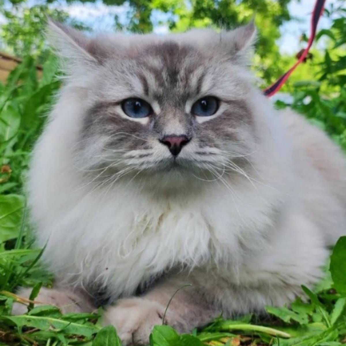 Ирина Шишова