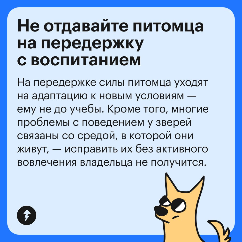 Если рядом нет друзей и родственников, готовых присмотреть за питомцем, поездка в отпуск может стать настоящим квестом | Сетка — социальная сеть от hh.ru