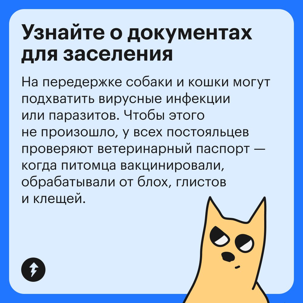 Если рядом нет друзей и родственников, готовых присмотреть за питомцем, поездка в отпуск может стать настоящим квестом | Сетка — социальная сеть от hh.ru