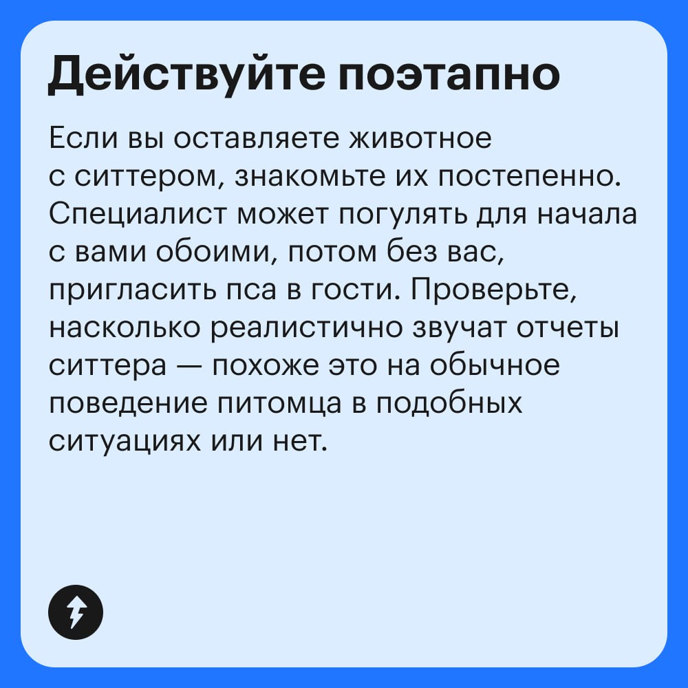 Если рядом нет друзей и родственников, готовых присмотреть за питомцем, поездка в отпуск может стать настоящим квестом | Сетка — социальная сеть от hh.ru