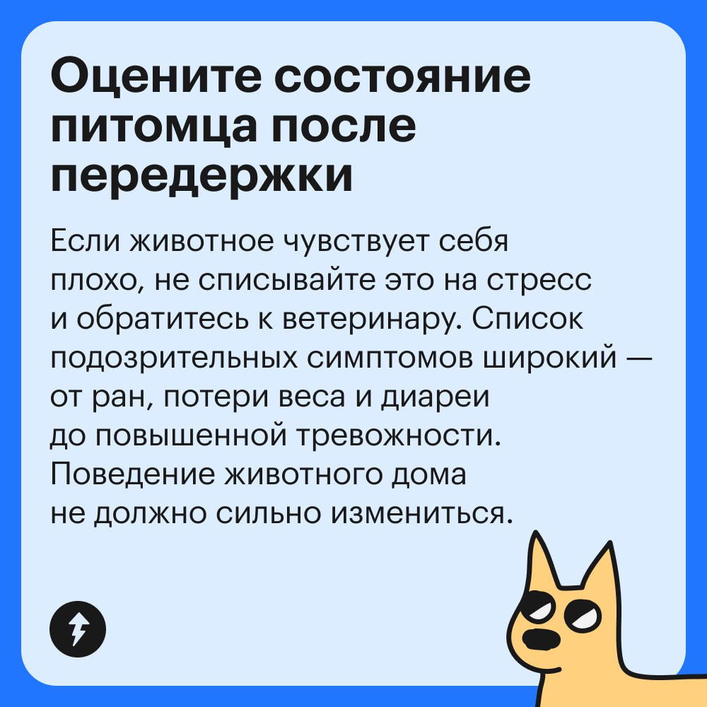 Если рядом нет друзей и родственников, готовых присмотреть за питомцем, поездка в отпуск может стать настоящим квестом | Сетка — социальная сеть от hh.ru