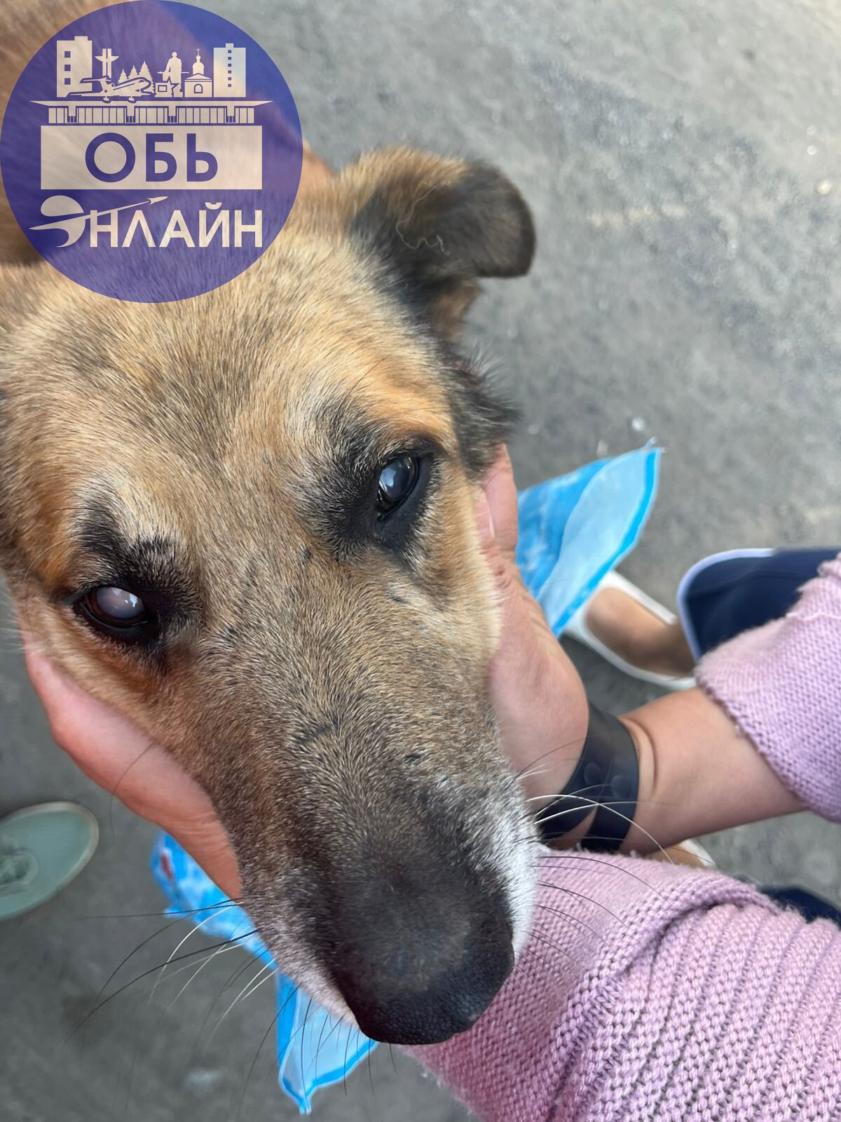 ↗ вот этот пес по кличке Рыжий знают думаю васе кто живет нв=а ул и береговой и близ других улиц,пес безобидный кто же очень старый и почти слепой с помощью людей которые неравнодушны к бездомным живо... | Сетка — социальная сеть от hh.ru