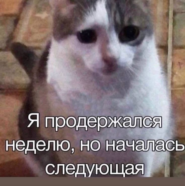 Я не самый сильный, но все унесу легко | Сетка — социальная сеть от hh.ru