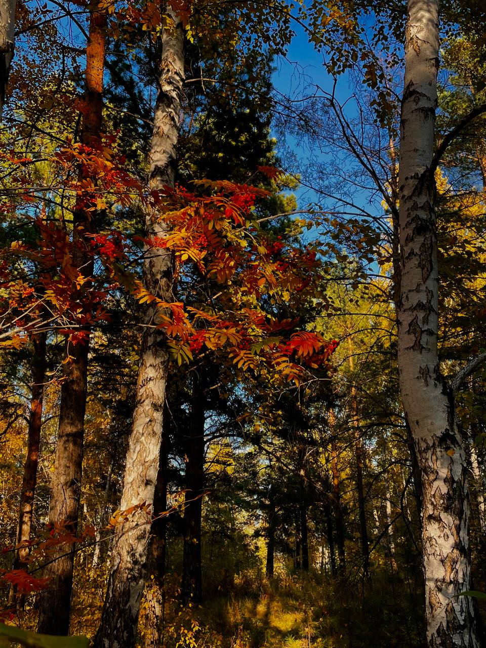 🔥🔥🔥🔥
На этой недели тема:
«Эмоциональный интеллект и осенняя адаптация»
🌧️ Как эмоциональный интеллект помогает пережить осень?
Осень — время тёплых пледов, ароматного чая… и иногда хандры | Сетка — социальная сеть от hh.ru