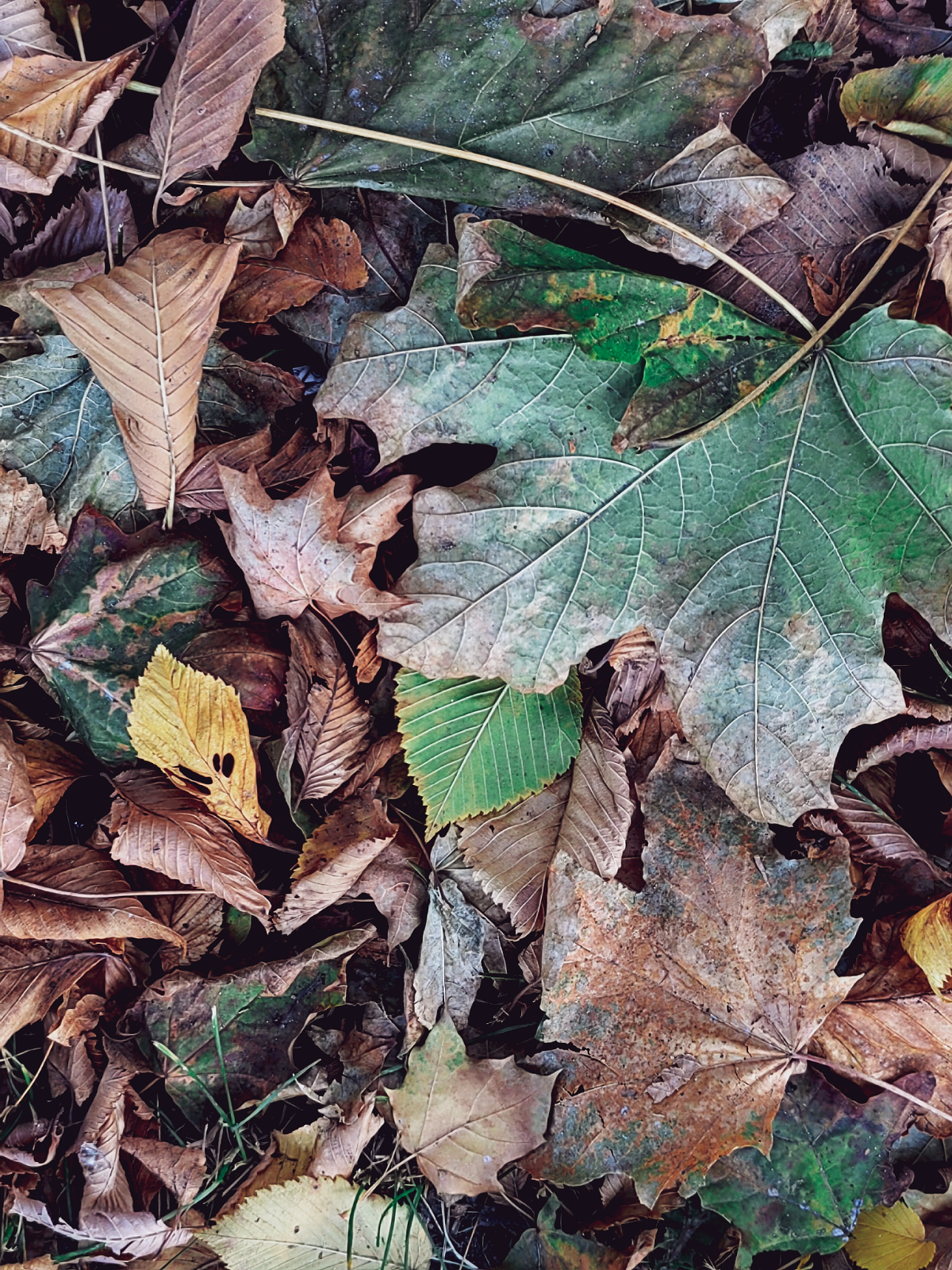 Осень.🍁 | Сетка — социальная сеть от hh.ru