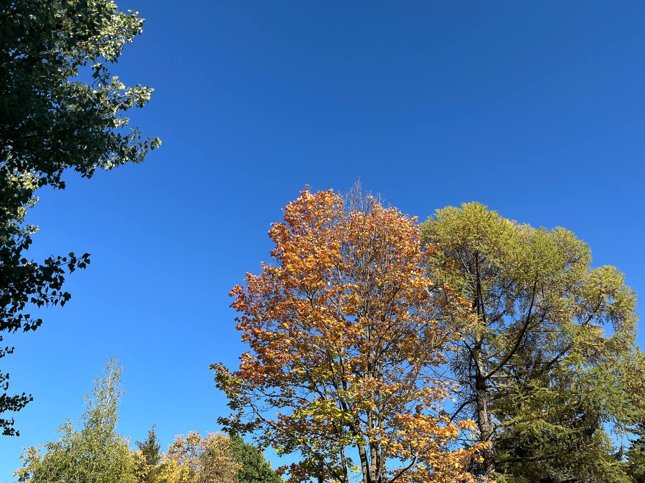 Осень 🍁🍂🌰 | Сетка — социальная сеть от hh.ru