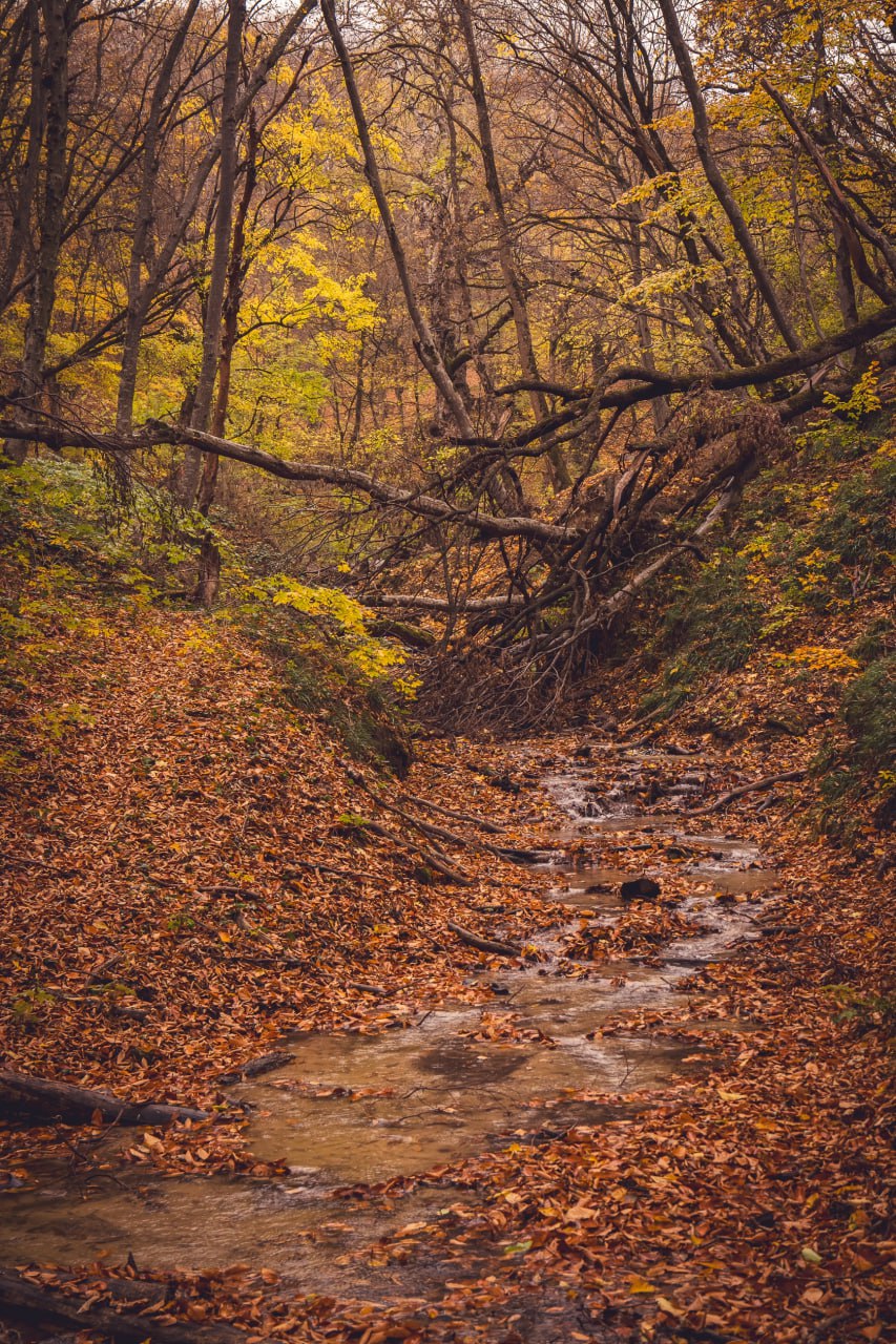 🍂🍁Пост-напоминание о том, что через несколько недель ставропольские леса будут выглядеть так
Лес, словно художник-импрессионист, разбросает по холсту холмов и полей Ставрополья все оттенки пламени: от... | Сетка — социальная сеть от hh.ru