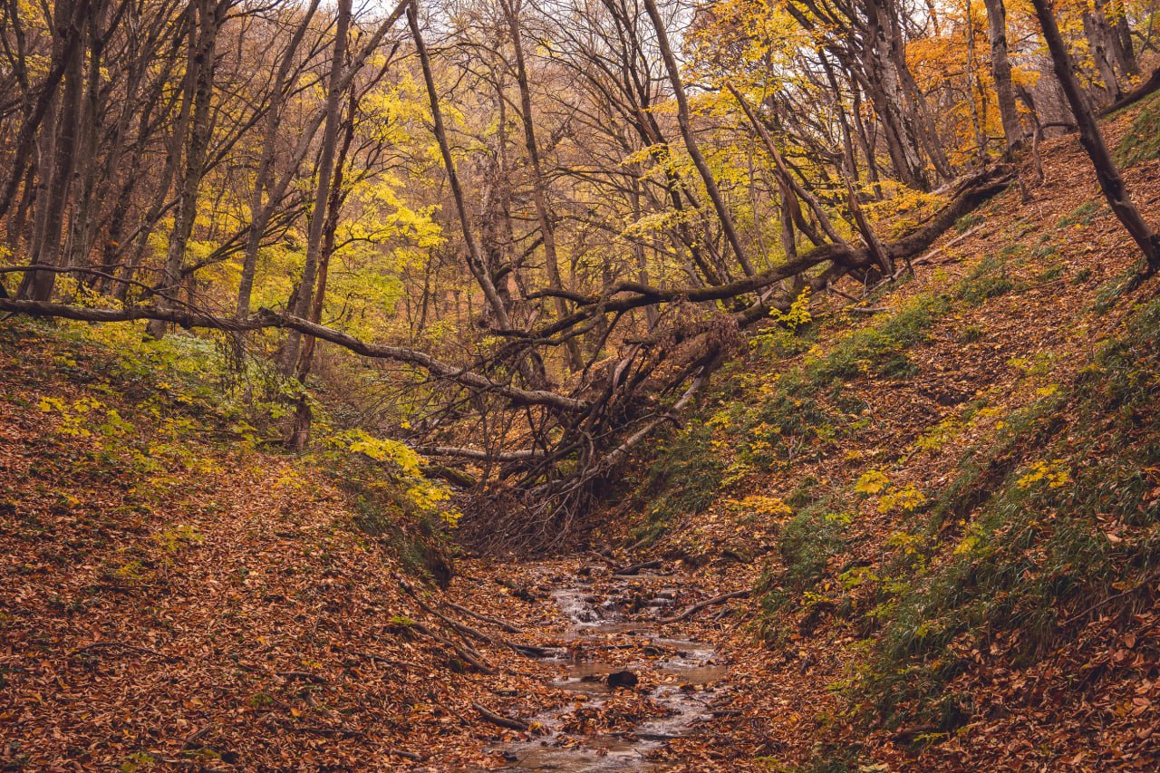 🍂🍁Пост-напоминание о том, что через несколько недель ставропольские леса будут выглядеть так
Лес, словно художник-импрессионист, разбросает по холсту холмов и полей Ставрополья все оттенки пламени: от... | Сетка — социальная сеть от hh.ru