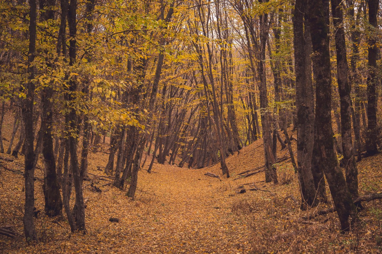 🍂🍁Пост-напоминание о том, что через несколько недель ставропольские леса будут выглядеть так
Лес, словно художник-импрессионист, разбросает по холсту холмов и полей Ставрополья все оттенки пламени: от... | Сетка — социальная сеть от hh.ru