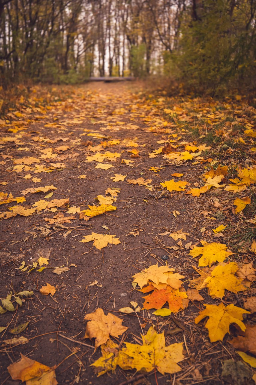 🍂🍁Пост-напоминание о том, что через несколько недель ставропольские леса будут выглядеть так
Лес, словно художник-импрессионист, разбросает по холсту холмов и полей Ставрополья все оттенки пламени: от... | Сетка — социальная сеть от hh.ru