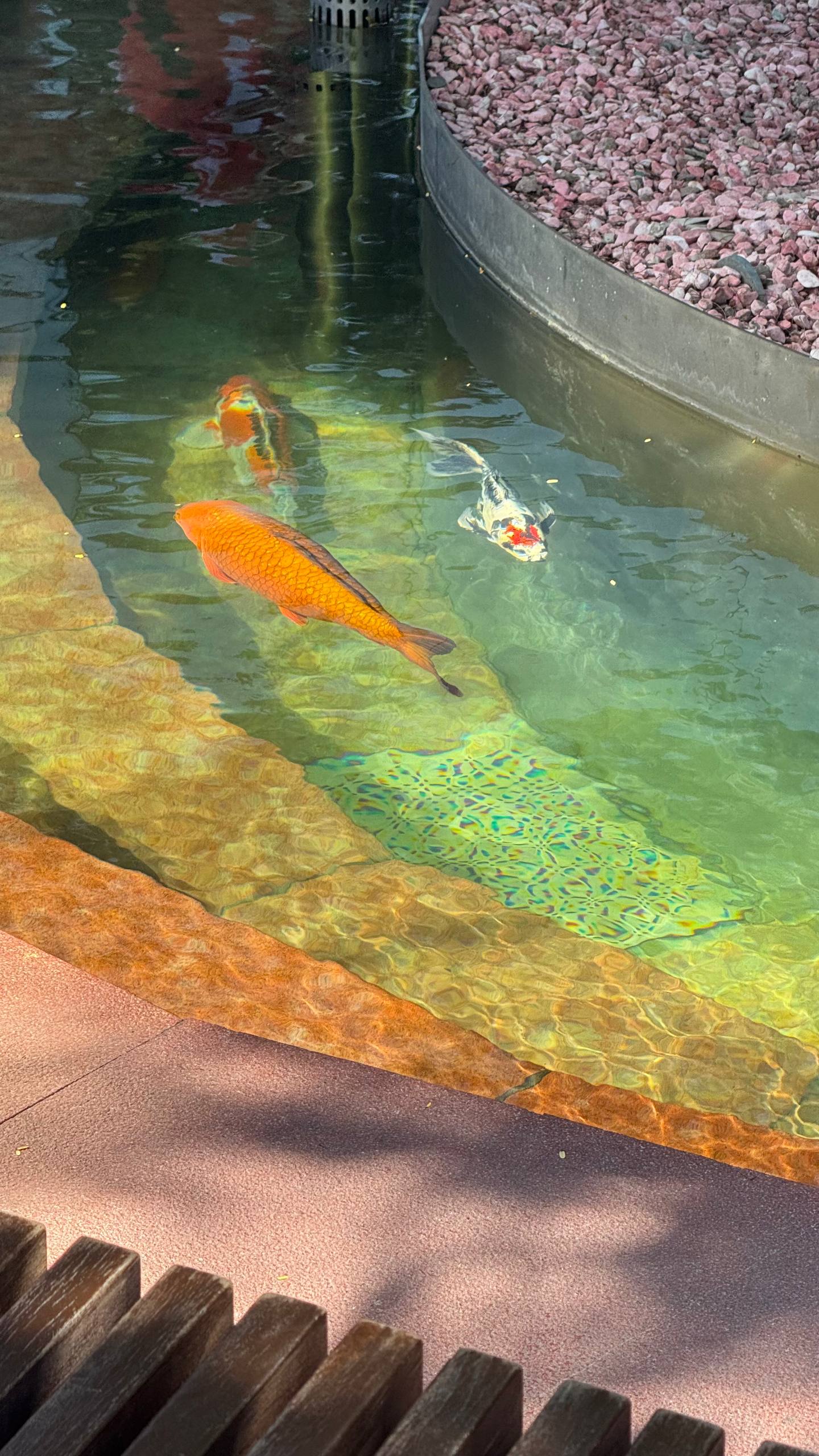 Дар Краснодару 
Москва, конечно преобразилась, но даже в ней нет такого нереального бесплатного городского аттракциона как Парк Краснодар aka Парк Галицкого | Сетка — социальная сеть от hh.ru