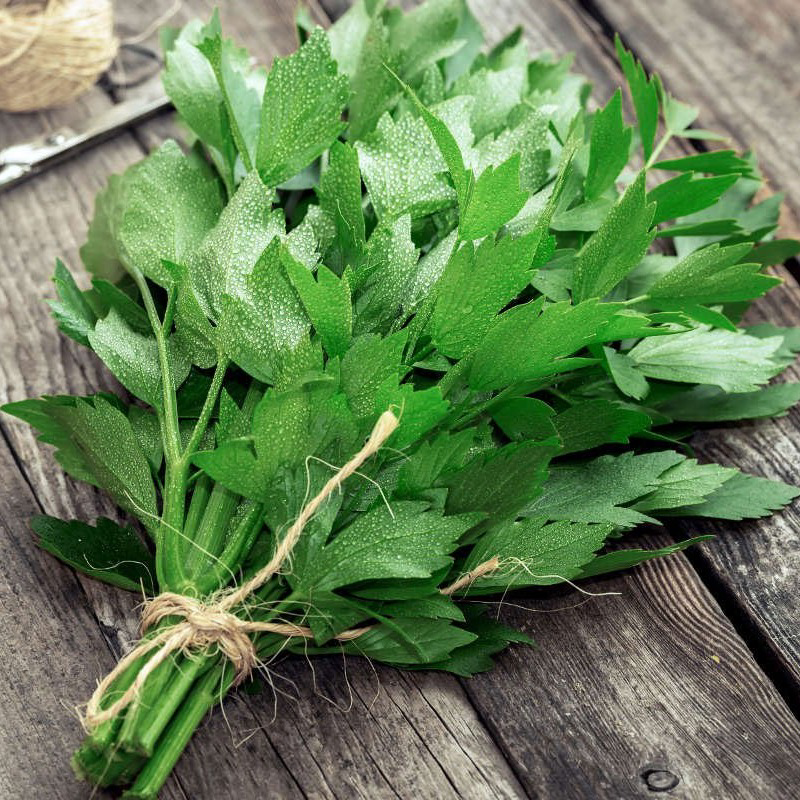 🌿 Привет-привет, дорогие друзья! Сегодня раскрою секреты микрозелени Любисток (листья сельдерея) | Сетка — социальная сеть от hh.ru