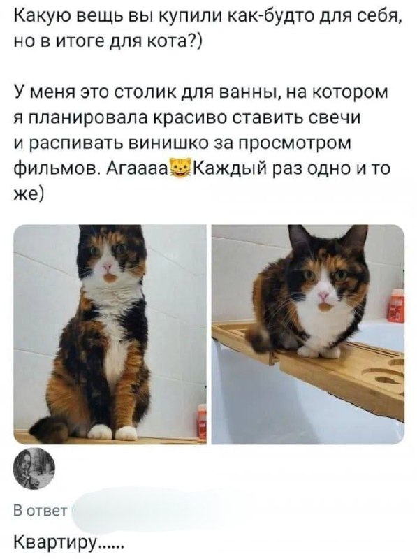 Что вы купили для себя своего кота? 😂😂😂
#Юмор@poldner #Коты@poldner | Сетка — социальная сеть от hh.ru