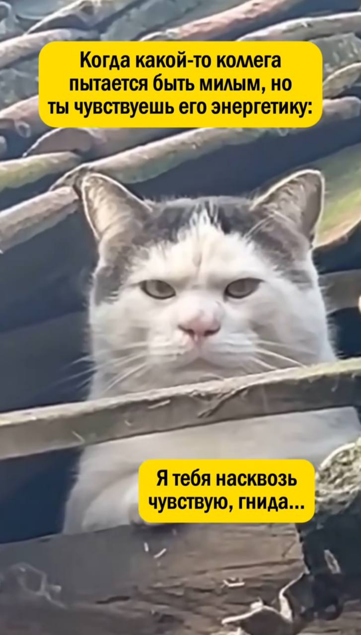Токсик что-ль? | Сетка — социальная сеть от hh.ru
