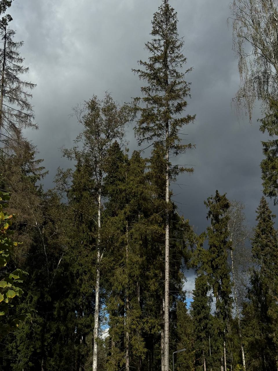 Гуляю и наслаждаюсь осенним, еще теплым лесом, пока позволяет погода и обстоятельства)
Никаких колтуэкшонов, просто хвастаюсь и очередной раз признаюсь в любви осени💙 | Сетка — социальная сеть от hh.ru