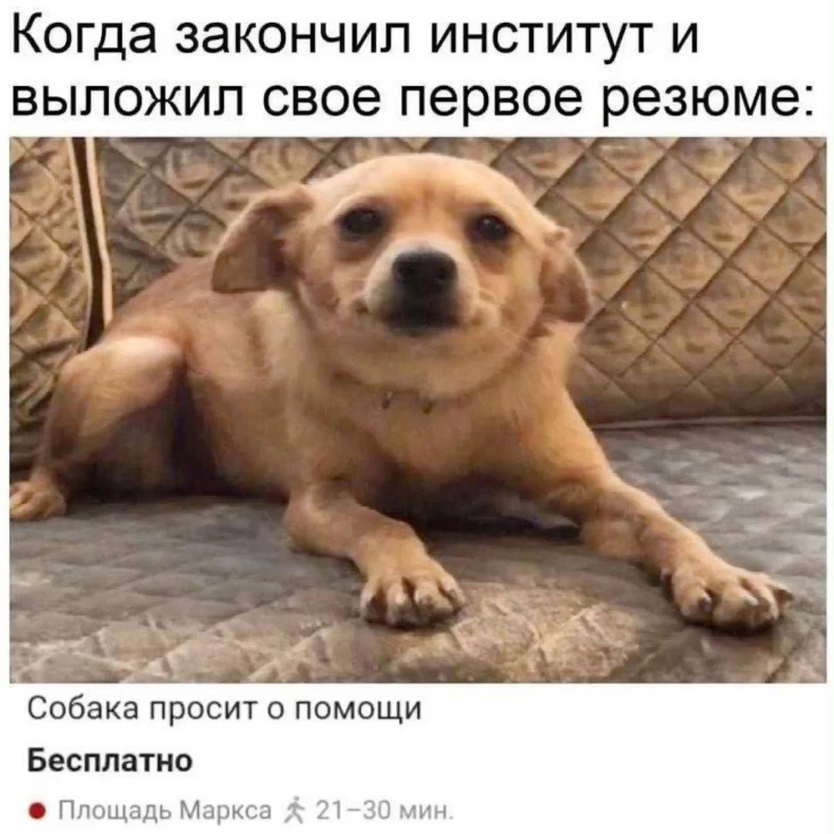 Трясусь
Для тех, кто недавно пришел на канал: у меня кстати есть бесплатный шаблон и чек-лист создания годного резюме | Сетка — социальная сеть от hh.ru