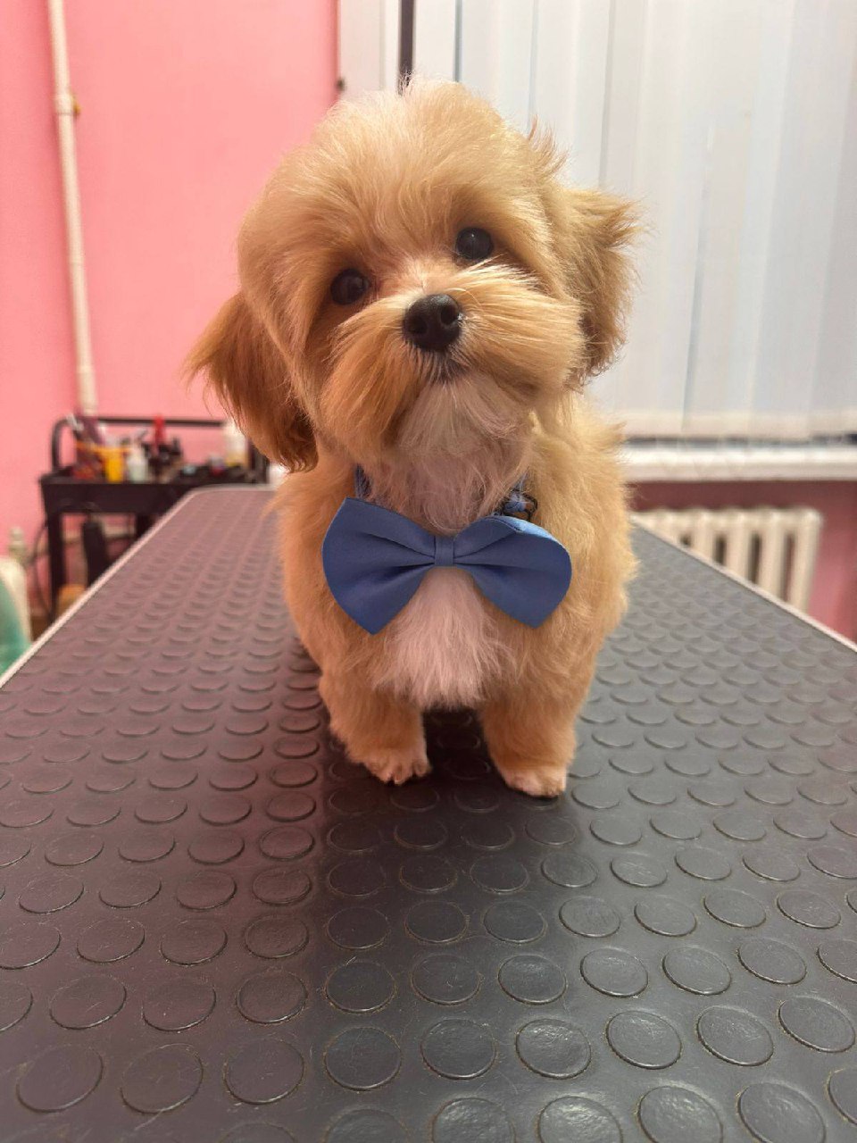 Всем привет, это Теодор и он #мальтипу !
Он ждет подписки в иг: teodor.dog.rus 👉 подписаться | Сетка — социальная сеть от hh.ru