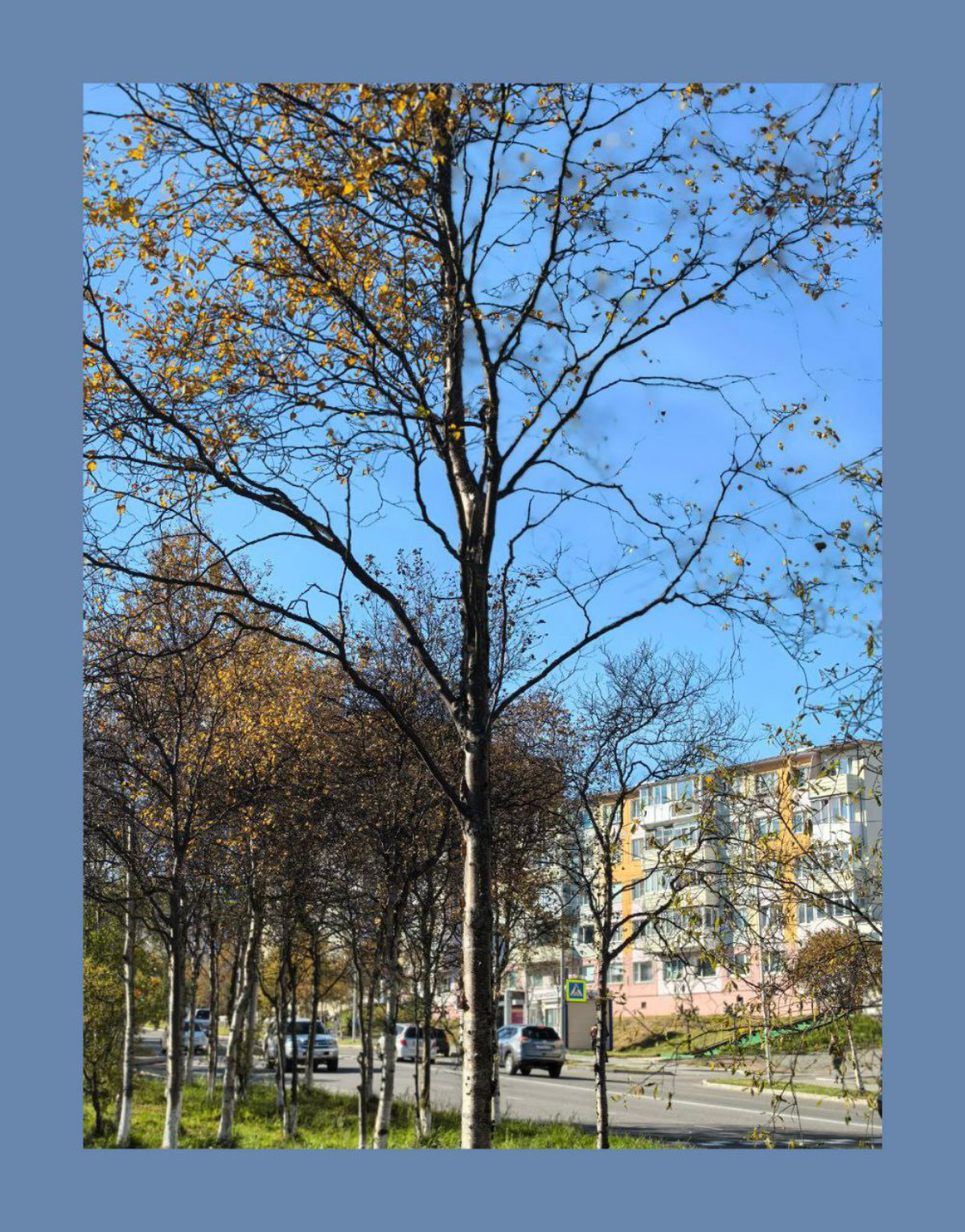 Наслаждение деревьями / Enjoying the trees | Сетка — социальная сеть от hh.ru