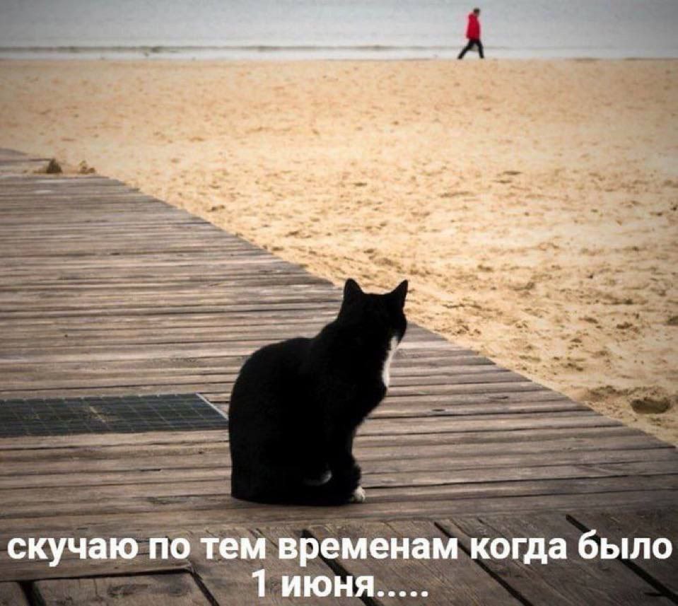Скучаю по ушедшему лету 💔
#Юмор@poldner #Коты@poldner | Сетка — социальная сеть от hh.ru
