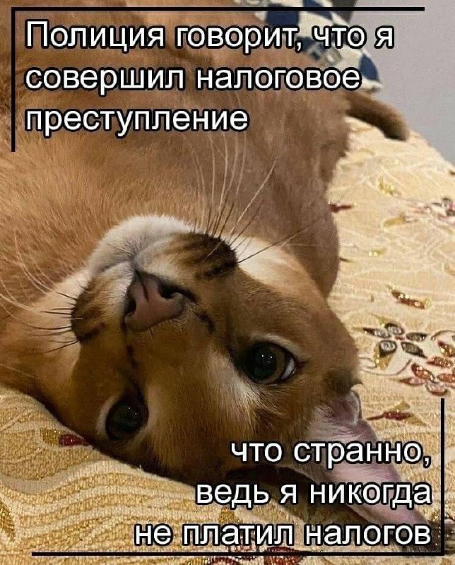 Немного подушню, но иногда можно реально совершить налоговое преступление, когда ты не обязан за себя платить налог | Сетка — социальная сеть от hh.ru