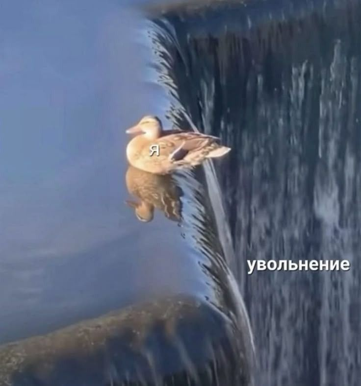 Ля ты крыса 😏🐀 | Сетка — социальная сеть от hh.ru