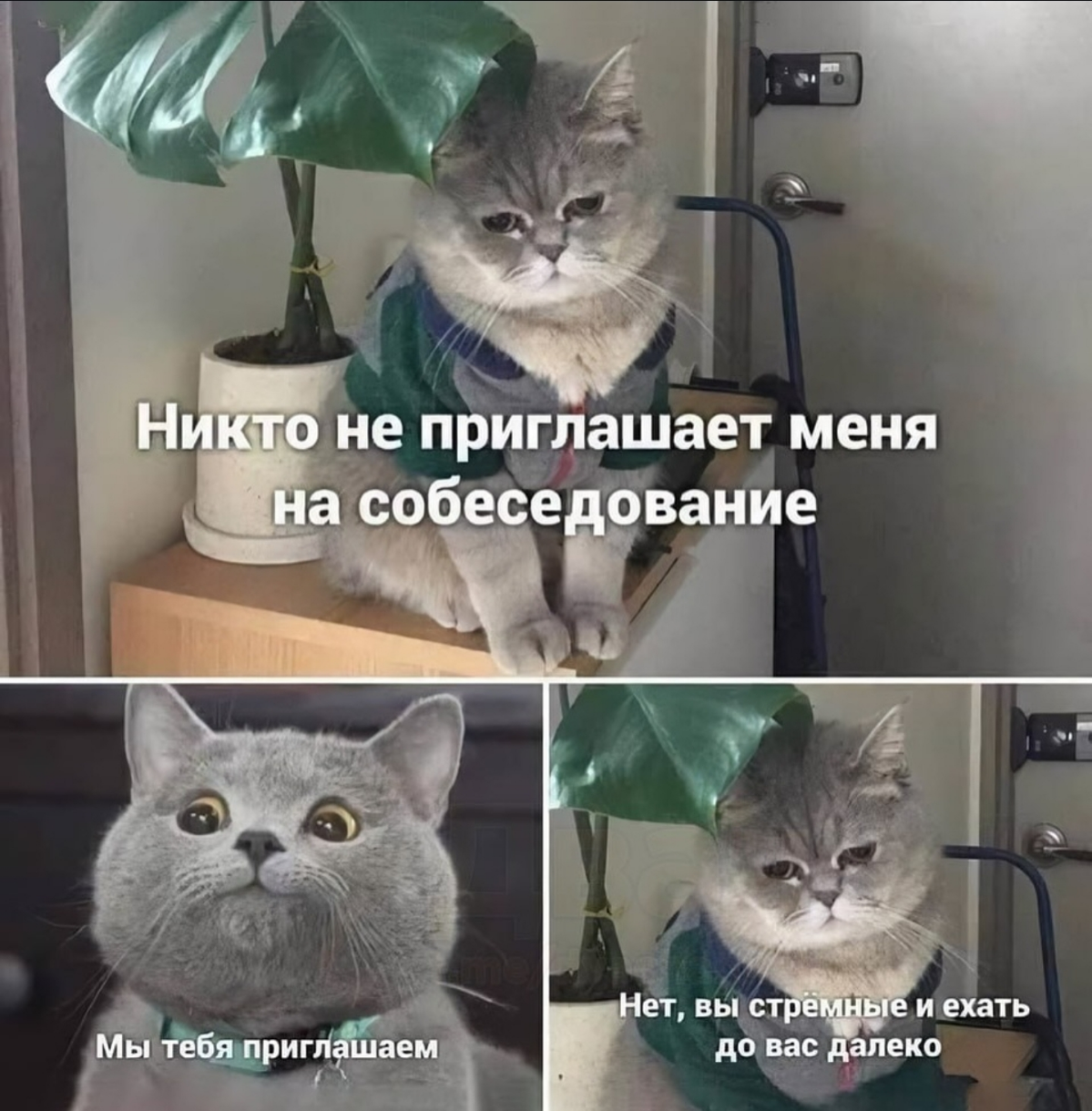 Всегда важно, чтобы кандидат проверил компанию и знал, чего он хочет 😂 | Сетка — социальная сеть от hh.ru