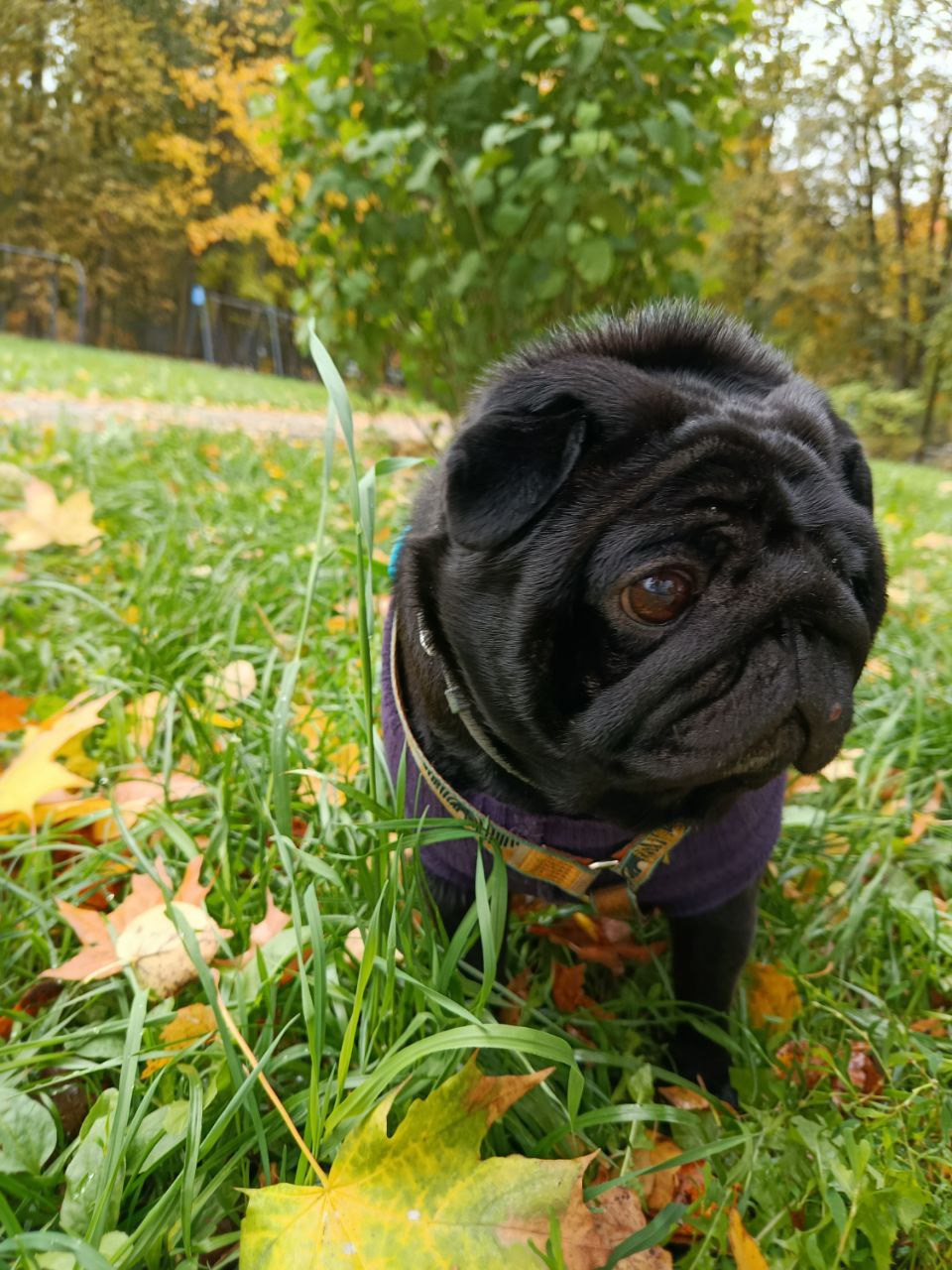 Осенний мопсик🐶
#Боцман@zaychikinainst | Сетка — социальная сеть от hh.ru
