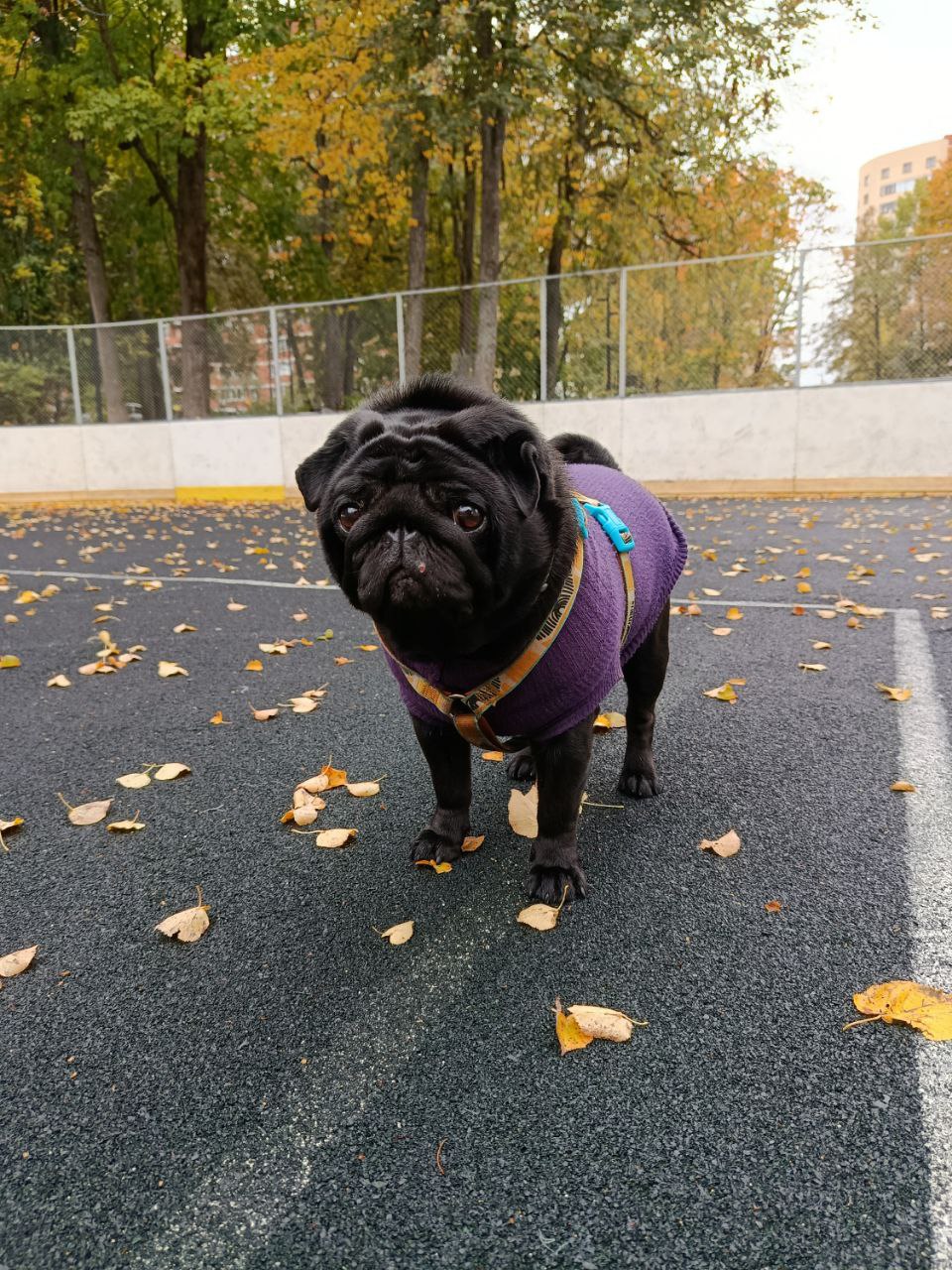 Осенний мопсик🐶
#Боцман@zaychikinainst | Сетка — социальная сеть от hh.ru