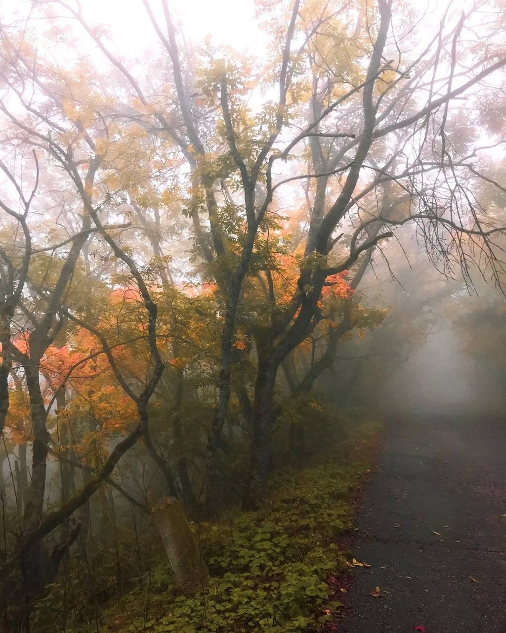 Туманный и таинственный осенний лес горы Машук
📷@southdreams | Сетка — социальная сеть от hh.ru