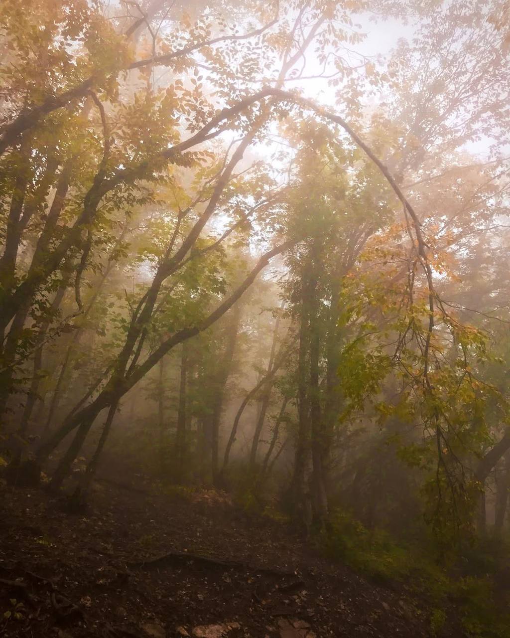 Туманный и таинственный осенний лес горы Машук
📷@southdreams | Сетка — социальная сеть от hh.ru