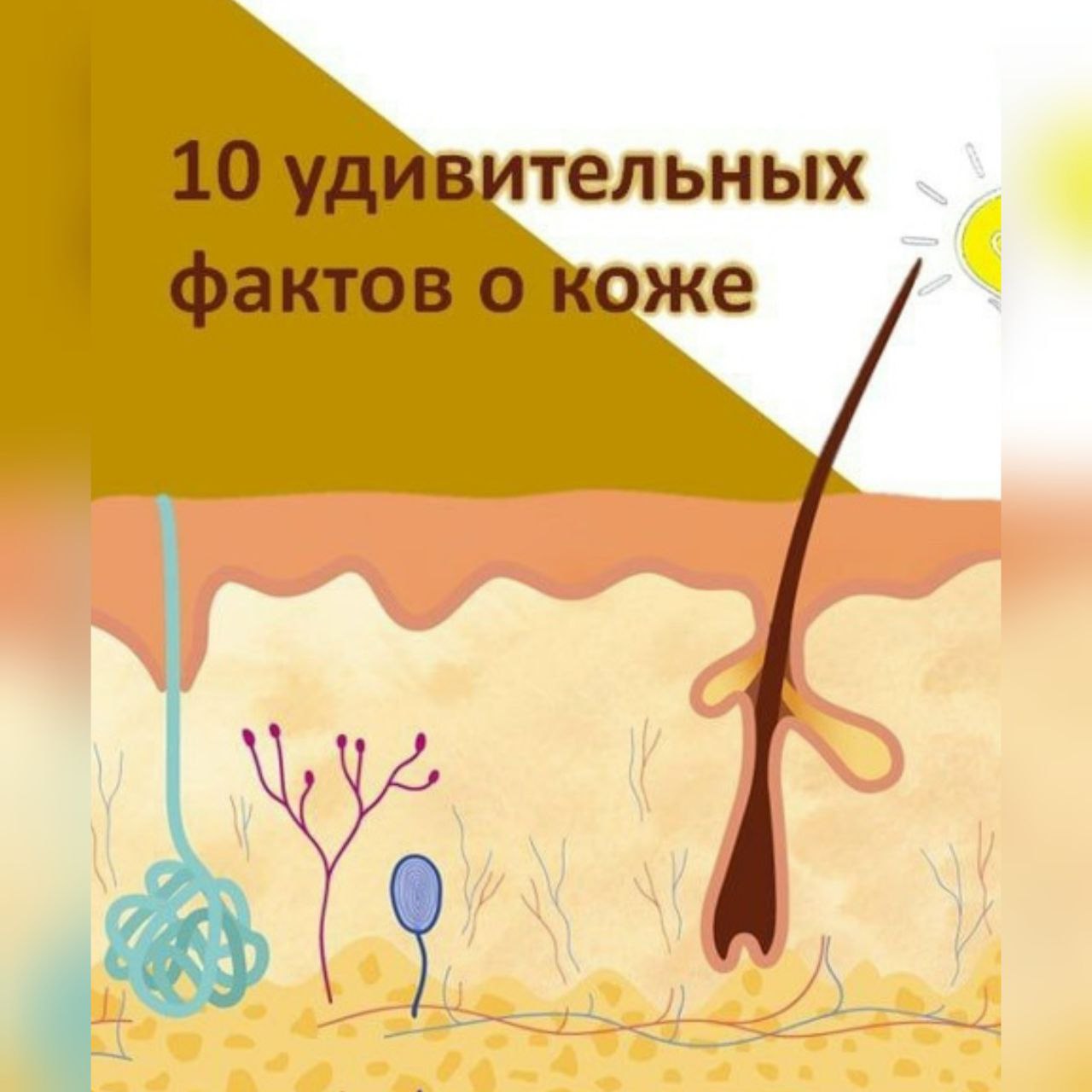 1️⃣🅰️ фактов о коже, которые вас удивят:
1️⃣ Самый большой орган тела — у взрослого человека кожа занимает до 2 кв. метров и весит около 15% от общей массы тела | Сетка — социальная сеть от hh.ru