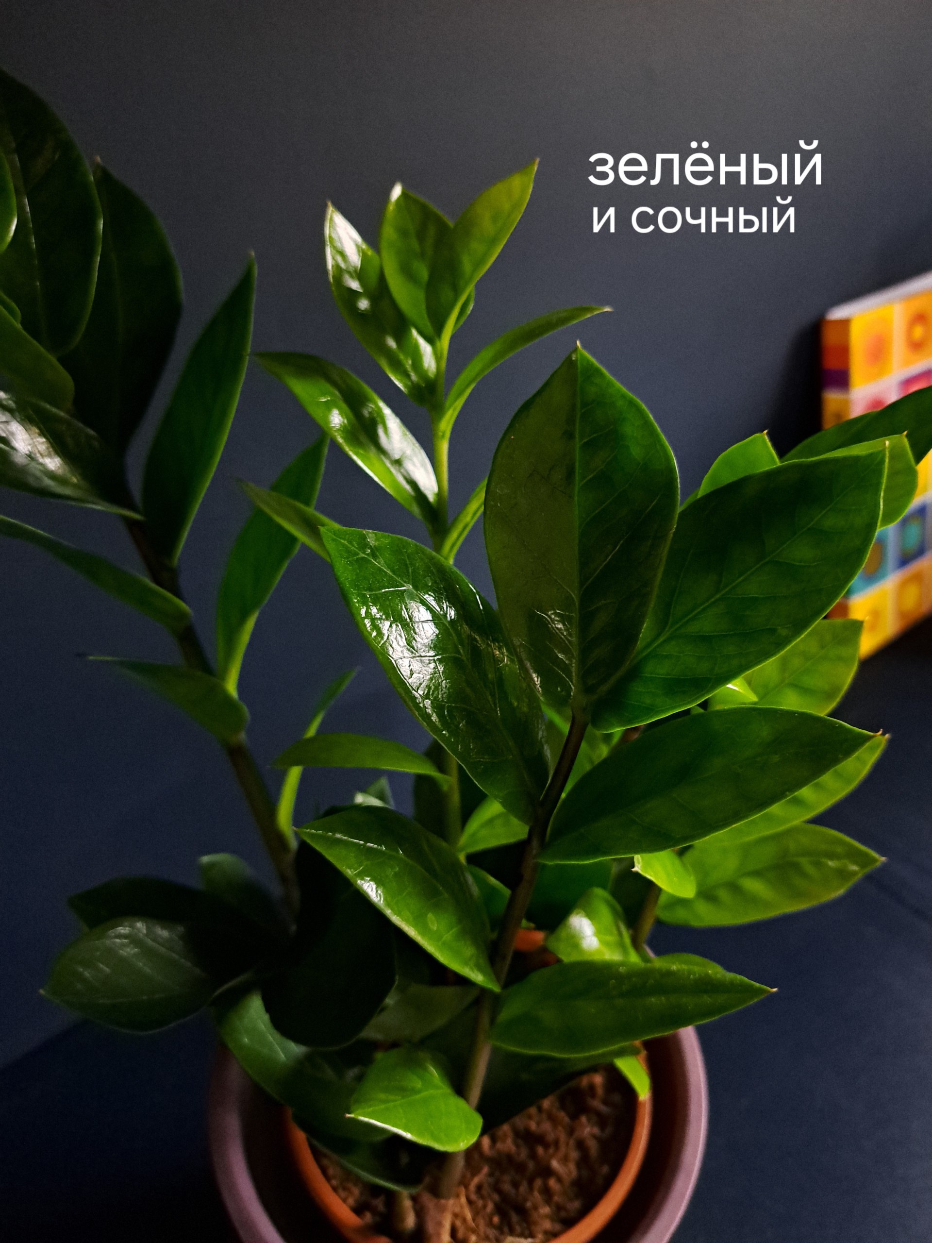 🪴 привет любителям зеленушки))
давно о таком мечтала и вот он у меня, красавчик замиокулькас))
уже купила для него новый грунт и главное что кошка к нему равнодушна
мы хоть и давно закончили ремонт, н... | Сетка — социальная сеть от hh.ru