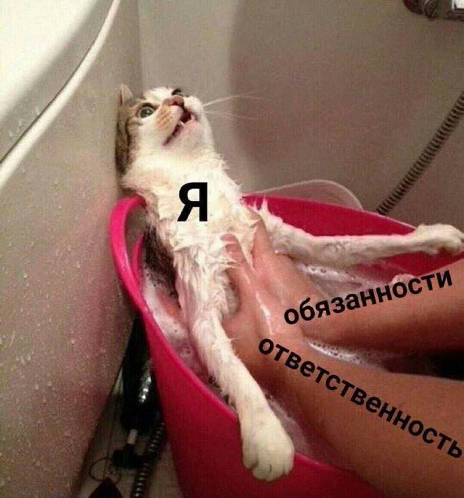 Некуда бежать 😂
#Юмор@poldner #Коты@poldner | Сетка — социальная сеть от hh.ru
