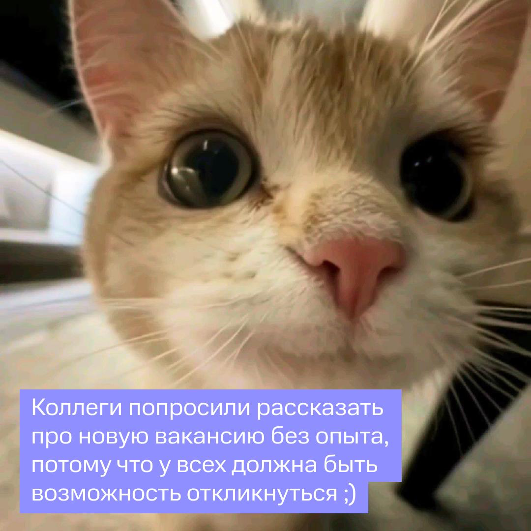 Такой вакансии у нас ещё не было 🫣 | Сетка — социальная сеть от hh.ru