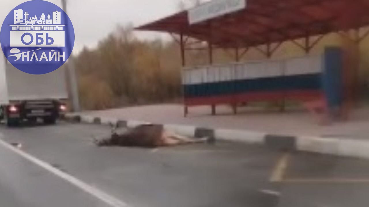 ↗ Сбили лося на экспоцентре
vk.ru
Подробнее на https://vk.com/ob.gorod
#городобь #городобьонлайн #толмачево | Сетка — социальная сеть от hh.ru