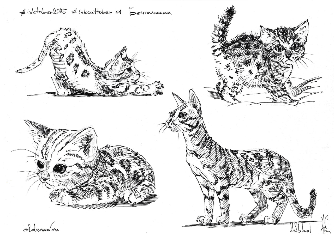 #inkcattober 01 — Бенгальская.
Чернильная ручка, чёрные чернила.
.
#oldernewpen #oldernewink #ondailyart
#кошка #бенгальская #рисунок
#inktober #inktober2025 #инктобер #инктобер2025 | Сетка — социальная сеть от hh.ru