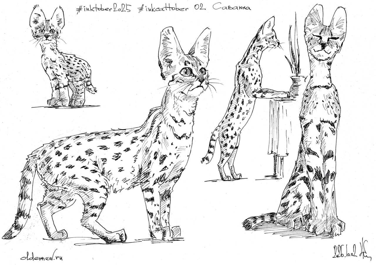 #inkcattober 02 — #Саванна (гибридная порода кошек, результат скрещивания дикого африканского сервала и домашней кошки).
Чернильная ручка, чёрные чернила. | Сетка — социальная сеть от hh.ru