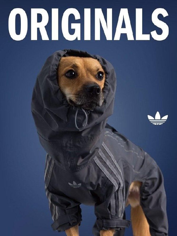 Китайский Adidas выпустил очень милую коллекцию одежды для животных.
В коллекции есть тёплые плащи с высоким воротником и светоотражающими элементами, разные тёплые жилетки и бомберы | Сетка — социальная сеть от hh.ru