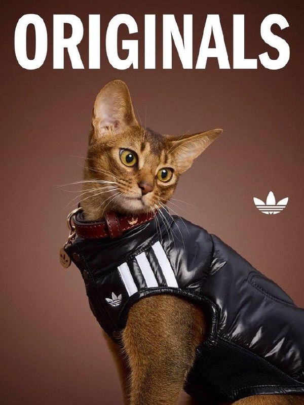 Китайский Adidas выпустил очень милую коллекцию одежды для животных.
В коллекции есть тёплые плащи с высоким воротником и светоотражающими элементами, разные тёплые жилетки и бомберы | Сетка — социальная сеть от hh.ru