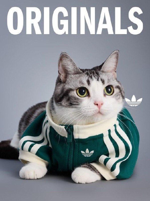 Китайский Adidas выпустил очень милую коллекцию одежды для животных.
В коллекции есть тёплые плащи с высоким воротником и светоотражающими элементами, разные тёплые жилетки и бомберы | Сетка — социальная сеть от hh.ru