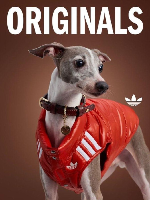 Китайский Adidas выпустил очень милую коллекцию одежды для животных.
В коллекции есть тёплые плащи с высоким воротником и светоотражающими элементами, разные тёплые жилетки и бомберы | Сетка — социальная сеть от hh.ru