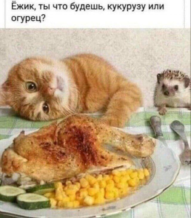 Выбирай 😂
#Юмор@poldner #Коты@poldner | Сетка — социальная сеть от hh.ru