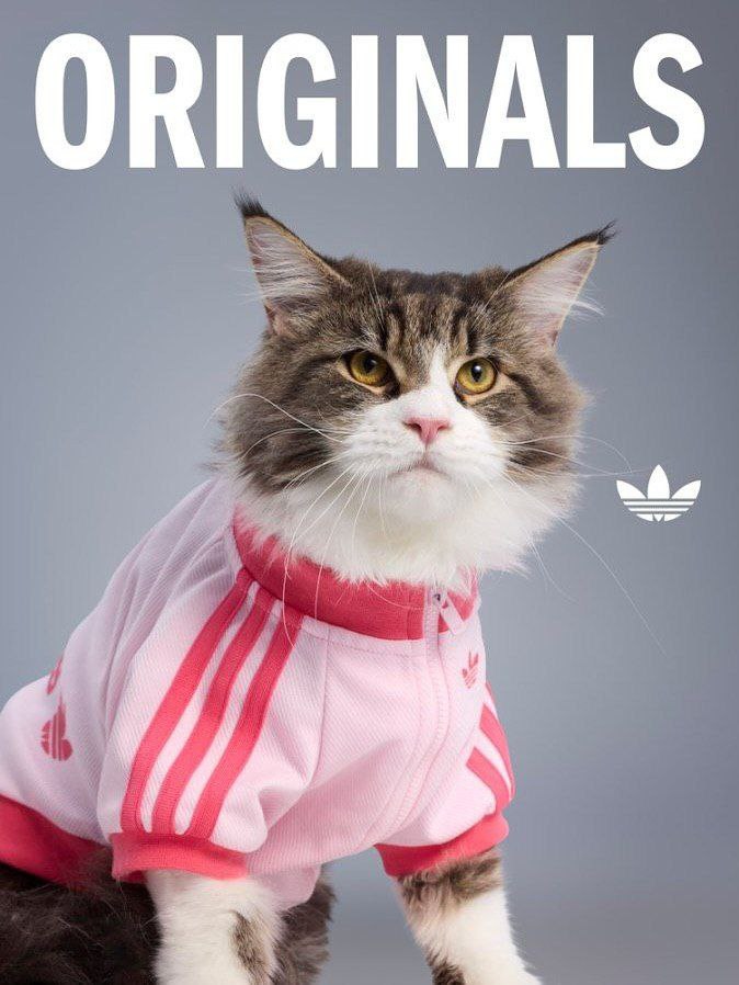 Adidas представил осенне-зимнюю коллекцию для питомцев 🐾
В неё вошли плащи с высоким воротником, жилетки, бомберы и рюкзак-переноска с окошком.
Бася, собирайся — идём на шопинг 😌 | Сетка — социальная сеть от hh.ru