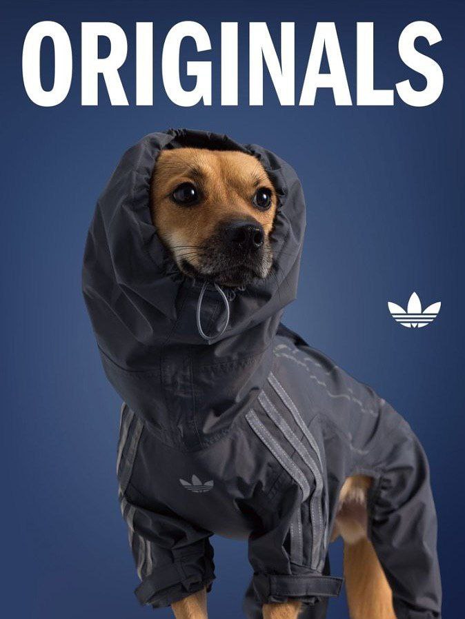 Adidas представил осенне-зимнюю коллекцию для питомцев 🐾
В неё вошли плащи с высоким воротником, жилетки, бомберы и рюкзак-переноска с окошком.
Бася, собирайся — идём на шопинг 😌 | Сетка — социальная сеть от hh.ru